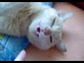 Gato falante