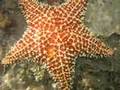 Diving the Mangroves - St. John, U.S. Virgin Islands