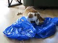 My fat cat playing with trash