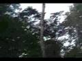 The-Falling-Tree