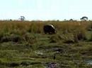 Elephants In Chobe, Botswana