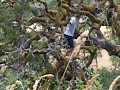 Tree Climbing