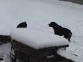 Bastian playing in snow