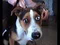 talking-dog-oscar-the-boxer.html