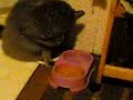 Kasper - Il gatto umano
