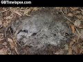 Rotting Rat Roadkill