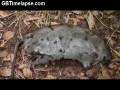 Rotting Rat Roadkill