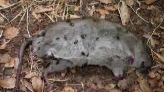 Rotting Rat Roadkill