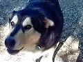 DOG says I Love You!