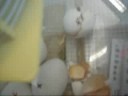 chicks chicks