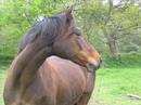 Warrior cheval