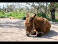 Farry a finger licking donkey who lives in Nerja