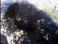 Gulliver: Eaglet with an attitude!