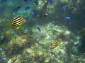 ヒリゾ海岸 9/6-9/7 #5