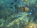 ヒリゾ海岸 9/6-9/7 #5