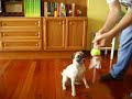MOKI3 CON PELOTAS BY TXIYA