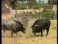 Pelea de Toros 