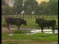 Pelea de Toros 
