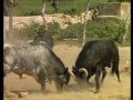 Pelea de Toros lucha a muerte