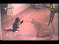 pelea de gatos