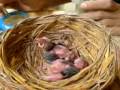 Straw headed bulbul Giving food ( www cucakrowosafrudin wordpress com ) from INDONESIA