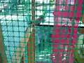 Monkeys in Aegina