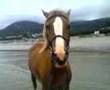 millies first trip to the beach