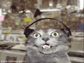 Funny Catz and Dogz