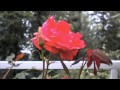 Unseen Fairyland...Story Teller by Mr H (Relaxing Music)