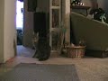 Cat Crash Fever