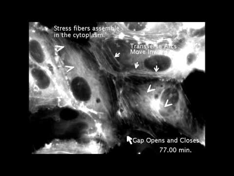 how to isolate endothelial cells