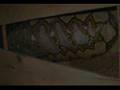 anaconda