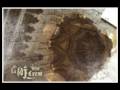 SDJ CREW- DROGATE