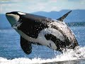 Beautiful Orca Whales Beautiful Orca Whales