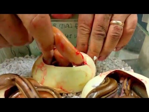 YouTube reptile video