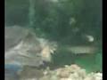 videos de Cuddles getting nice on a goldfish 2 (VID 00046.mpeg) - August 20, 2008, 11:11 AM