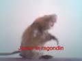 incroyable-un-ragondin-qui-chante-.html