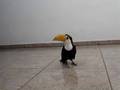 Filhote de Tucano Toco