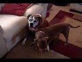 My 9 Year Old Boxer Dog, with My Pitbull Terrier puppy