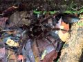 La Plus Grosse Mygale Du Monde: La Theraphosa Leblondi