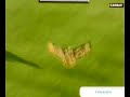 Finland - Belgium 2-0 and the famous Northern Eagle Owl Finland - Belgium 2-0 and the famous Northern Eagle Owl