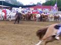 Team Penning San francesco al campo 2007 2° Go