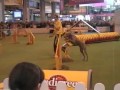 PASS YKC agility team crufts 2007