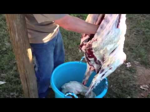 how to skin a pig