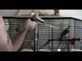 cockatiel taking a large poop
