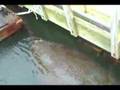Manatee visiting dock at Hilton Head Island