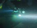 videos de Repulse Dive Trip - Red Scuba