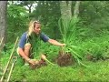 Dividing Perennials Dividing Perennials