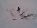 Snowboarders Limone