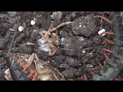 how to eliminate centipedes